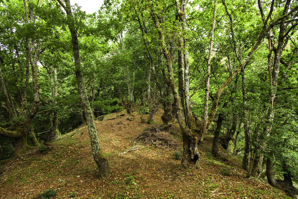 Ruta de Castañoso